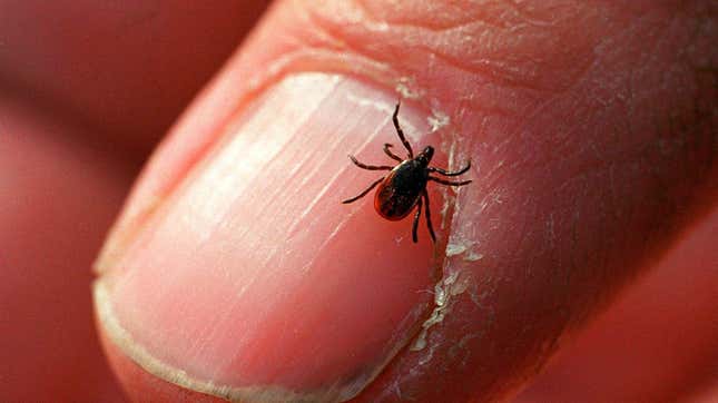 An adult deer tick at Connetquot State Park in Oakdale, New York on December 27, 2011.
