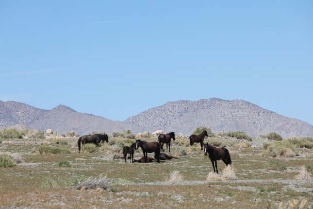 A herd of wild horses rest near Walker Lake in Hawthorne, Nevada