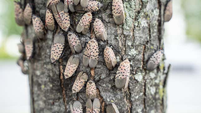 Image for article titled Spotted Lanternflies Innocent???