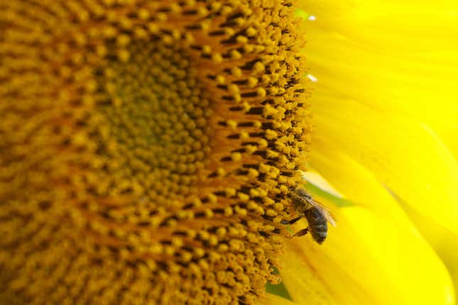 Image for article titled Pollen: Nature&#39;s bounty