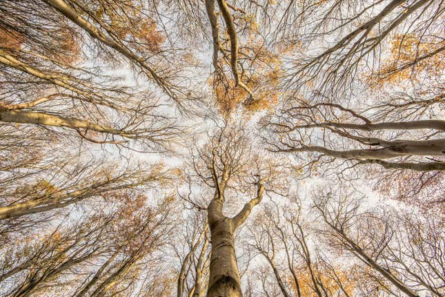A view towards a beech tree grove's canopy.