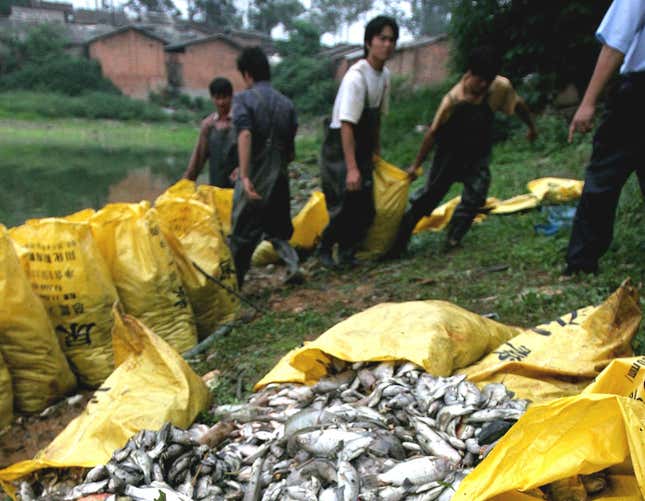 Workers bag up dead fish in Guangxi province in a similar incident in 2006.