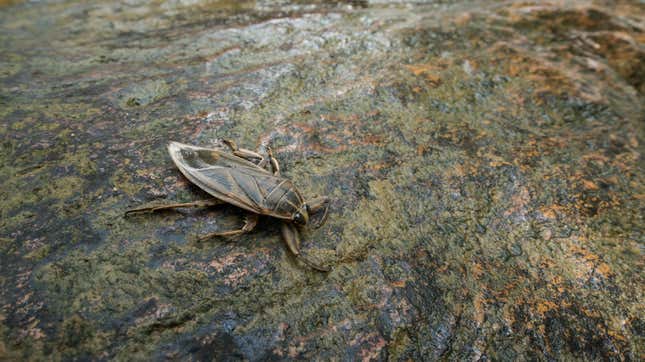 A giant water bug.