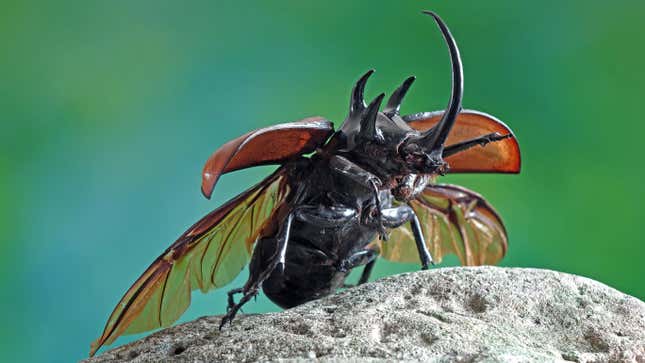 A rhinoceros beetle spreading its wings.