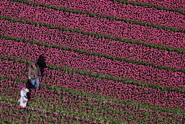 Image for article titled The soothing, hypnotic colors of tulip season, seen from above