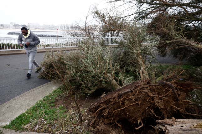 FILE - A man walks by a tree that fell due to high winds on the promenade along the seaside in Pornichet, Brittany, Thursday, Nov. 2, 2023. French power network operator Enedis says one of its technicians was killed as it battles to restore electricity to hundreds of thousands of homes in the wake of two major storms. The 46-year-old man killed Saturday, Nov. 4 was working in a rapid-reaction force deployed in the Brittany region of northwest France that was battered Thursday by Storm Ciaran. (AP Photo/Jeremias Gonzalez, file)