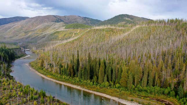 A photo of tree-topped mountains in Montana. 