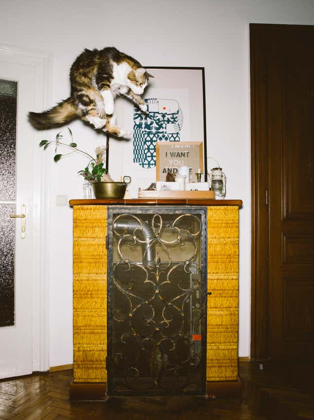 Image for article titled What cats do when we’re not watching