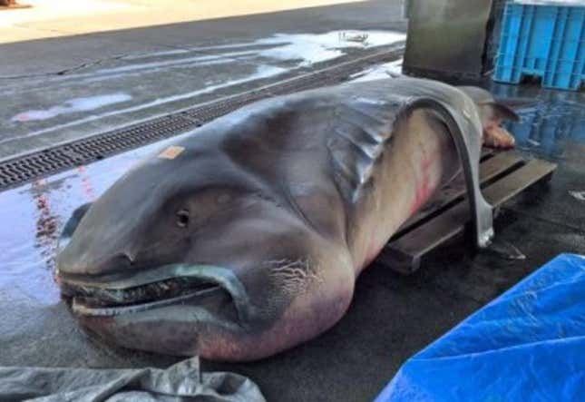 A caught megamouth shark specimen on a boat.