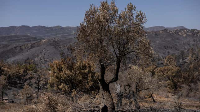 Olive trees damaged by fires