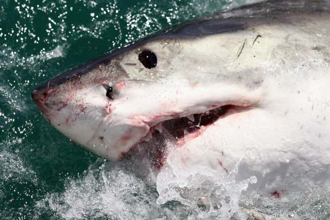 A great white shark up close.