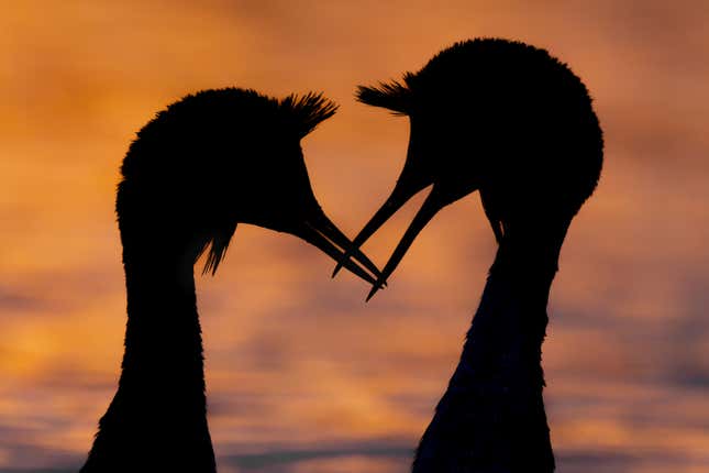 Two great crested grebes in silhouette.