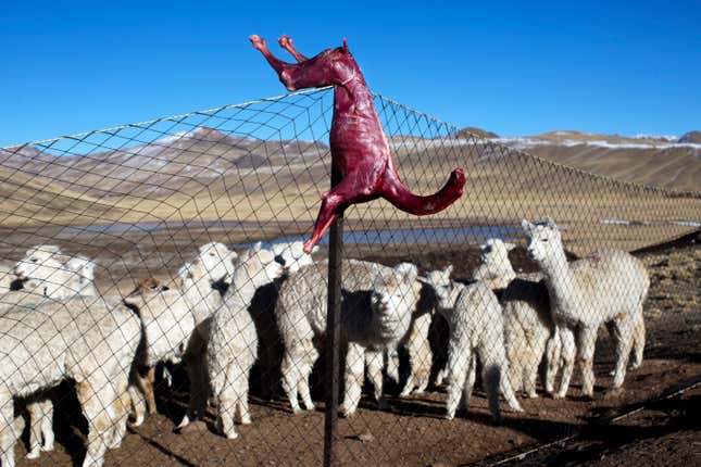 A skinned alpaca, which died due to freezing temperatures, hangs on a fence above live alpacas. Alpaca owners are butchering their dead animals to cook for their families and feed to their dogs which scare off foxes that prey on baby alpacas. (AP/Rodrigo Abd)