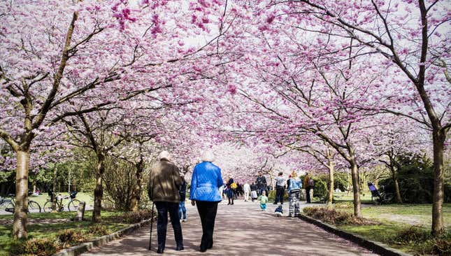People walk along an avenue of blossoming cherry trees in Copenhagen, Denmark.