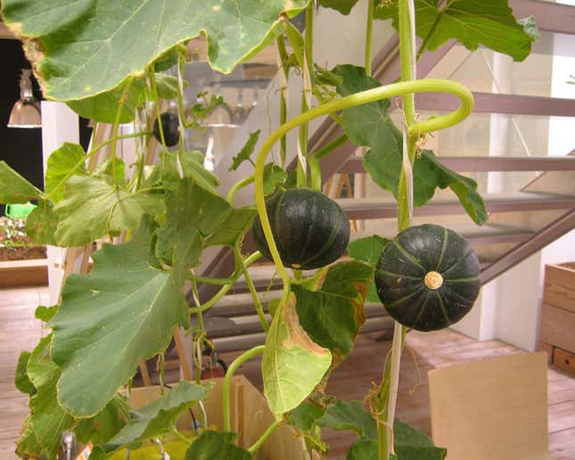 Vines wrap around staircases to maximize space.