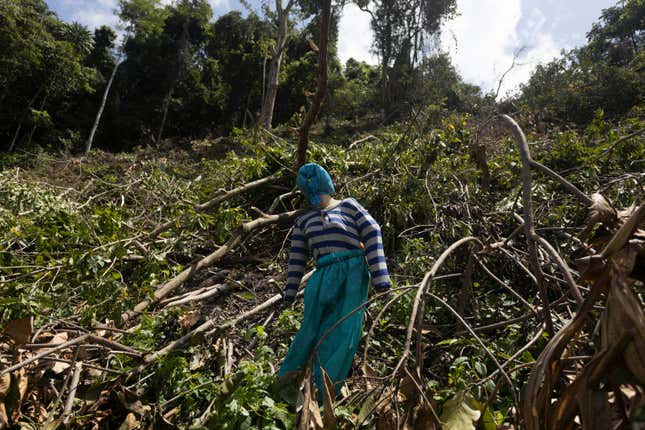 A dummy is erected on a swath of land that has been cleared to make way for a corn plantation in Polewali Mandar, South Sulawesi, Indonesia, Sunday, April 21, 2024. From trees felled in protected national parks to massive swaths of jungle razed for palm oil and paper plantations, Indonesia had a 27% uptick in primary forest loss in 2023 from the previous year, according to a World Resources Institute analysis of new deforestation data. (AP Photo/Yusuf Wahil)