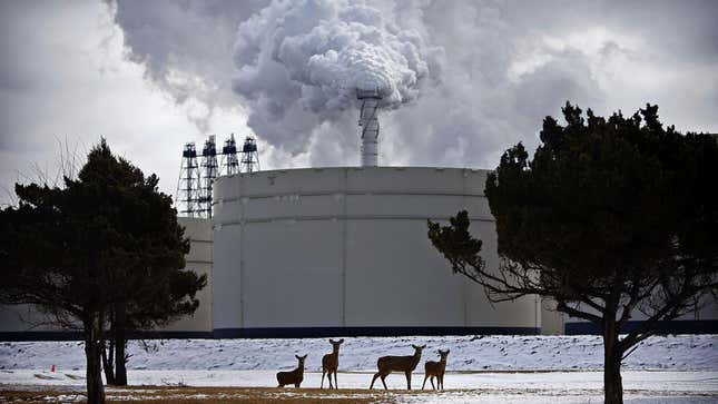 Deer graze on a snowy field at the ExxonMobil Joliet refinery in Illinois.