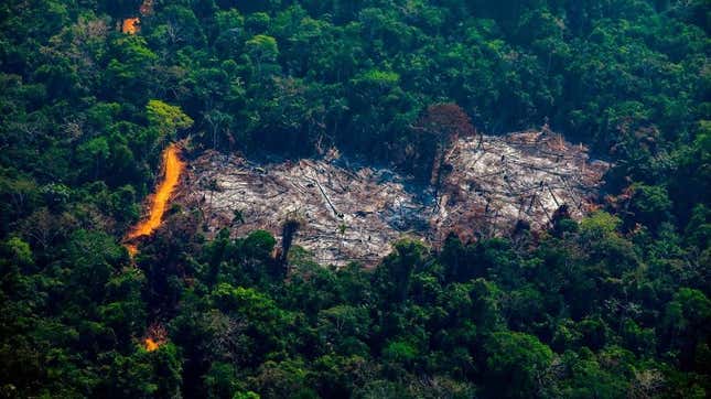 Image for article titled Amazon Invests in the Amazon Rainforest Instead of Just Paying Its Damn Taxes