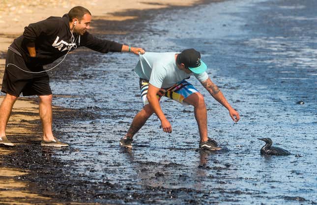 Campers try to rescue an oil-covered bird on Refugio beach. It later swam back into the ocean.