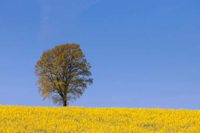 Farmland showing rapeseed starting to bloom in spring. 