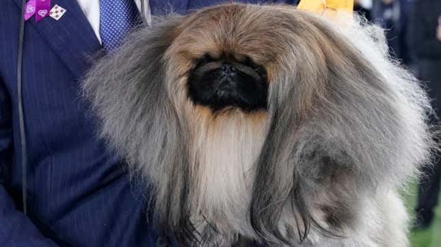 Image for article titled Every Insult We Can Think Of For This Prizewinning Dog