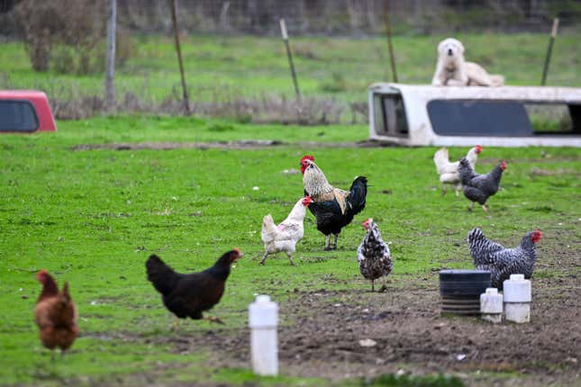 : Ein Blick auf Hühner und einen Hahn auf einer Farm, als Kalifornien am 20. Dezember 2024 in Pescadero, Kalifornien, USA, den Ausnahmezustand ausruft, um eine neue Gesundheitskrise aufgrund der Vogelgrippe zu verhindern. 