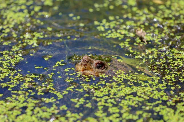 FILE - A turtle pokes its nose out of the water in the wetlands inside Sugar Hollow Park in Bristol, Va., June 12, 2023. The Biden administration weakened regulations protecting millions of acres of wetlands Tuesday, Aug. 29, saying it had no choice after the Supreme Court sharply limited the federal government’s jurisdiction over them. (Emily Ball/Bristol Herald Courier via AP, File)