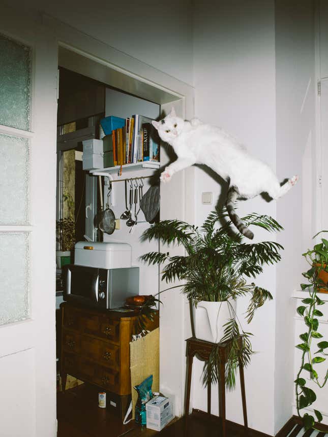 Image for article titled What cats do when we’re not watching