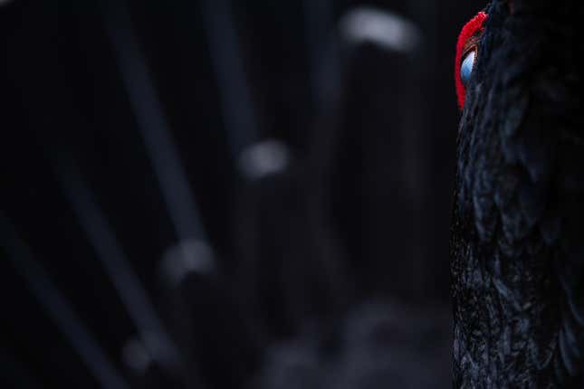 The indigo eye and reddish feathers of a  Western Capercaillie, in an otherwise black photograph.