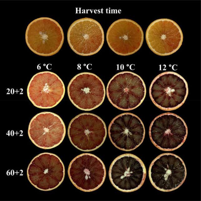 A cross section of 12 blood oranges shows how longer storage times at cool temps can yield more dramatic hues.