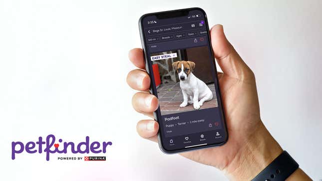 New Petfinder Feature Allows Users To Browse Dogs That Already Have Homes But Would Be Easy To Steal