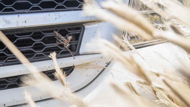 A photo of bugs squashed on the front of a white car.