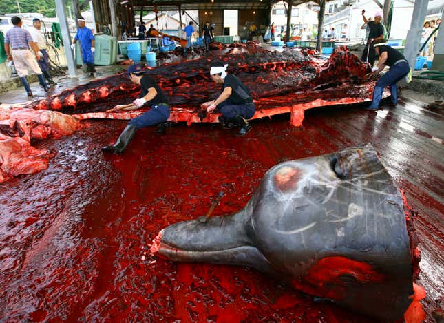 The Beaked Whale, seen here being slaughtered in Chiba, is one of many species considered a delicacy by the Japanese government.