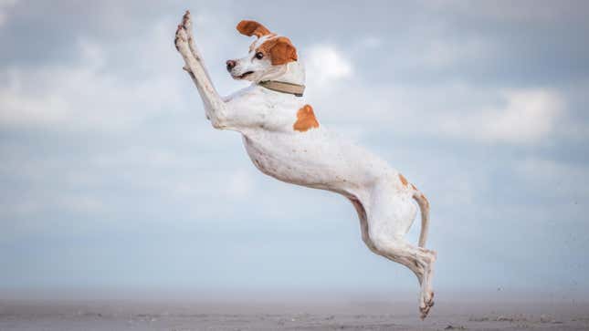 Un perro (un braco) saltando en el aire.