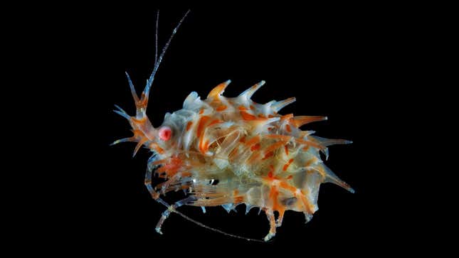 Image for article titled 10 Surreal Images of Antarctica&#39;s Tiny &#39;Sandhoppers&#39;