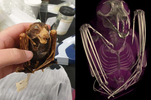 A side by side comparison of the black-bellied fruit bat (Melonycteris melanops) in physical and digital form