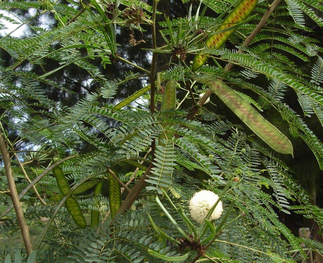 Tree with seed pods