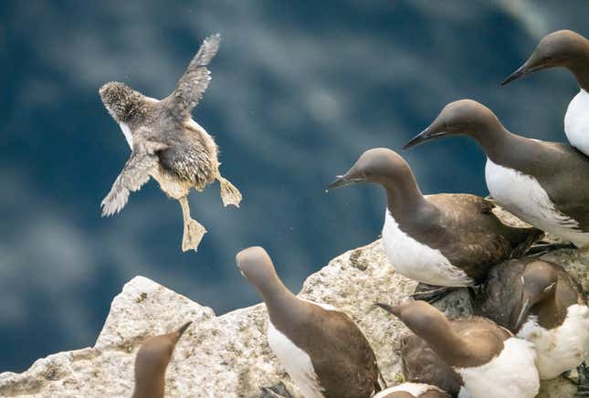 Image for article titled New Award-Winning Nature Photos Showcase Beauty and Chaos