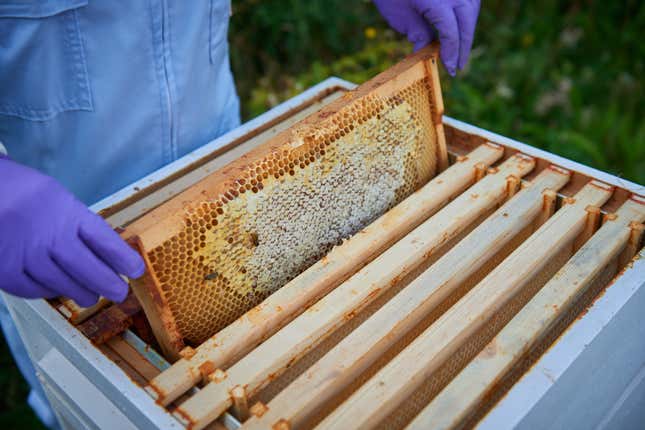 A close-up photo of honey being harvested