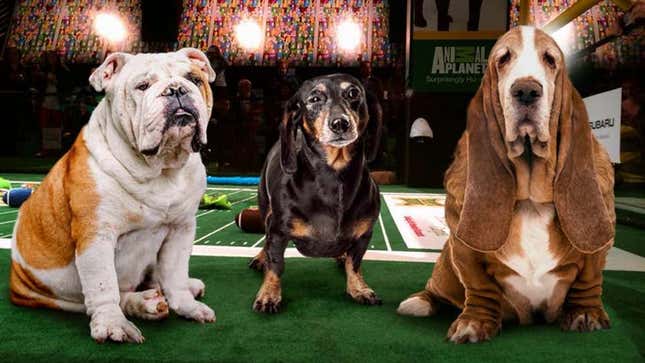 Image for article titled Surviving Members Of First Championship Team Honored During Puppy Bowl Halftime