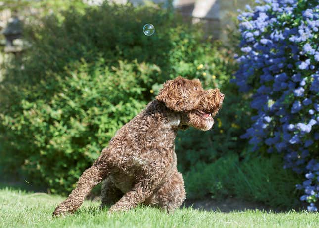 Shelby, a cockapoo, looks desperately for a bubble.