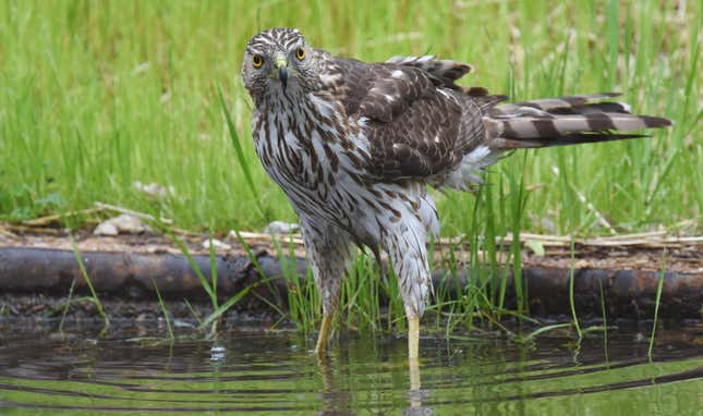 Image for article titled You'll Have to Learn New Names for These American Birds