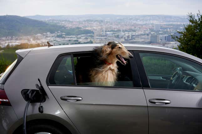 Image for article titled The 10 most pet friendly cities in America