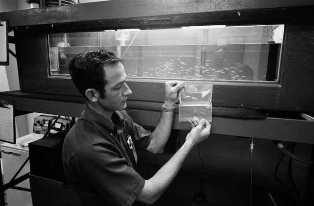Scientist John Boyd holding a bag of two mummichog minnows who became the first fish in space as part of the Skylab 3 mission, July to September 1973.