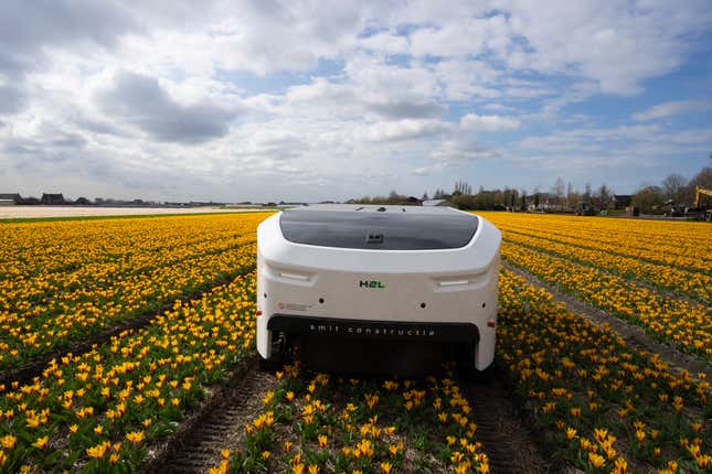 Theo the robot works weekdays, weekends and nights and never complains about a sore spine despite performing hour upon hour of what for a regular farmworker would be backbreaking work checking Dutch tulip fields for sick flowers in Noordwijkerhout, Netherlands, Tuesday, March 19, 2024. The boxy robot, named after a former employee at the WAM Pennings flower farm near the Dutch North Sea coast, is a new high-tech weapon in the battle to root out disease from the bulb fields as they erupt into a riot of springtime color. (AP Photo/Peter Dejong)