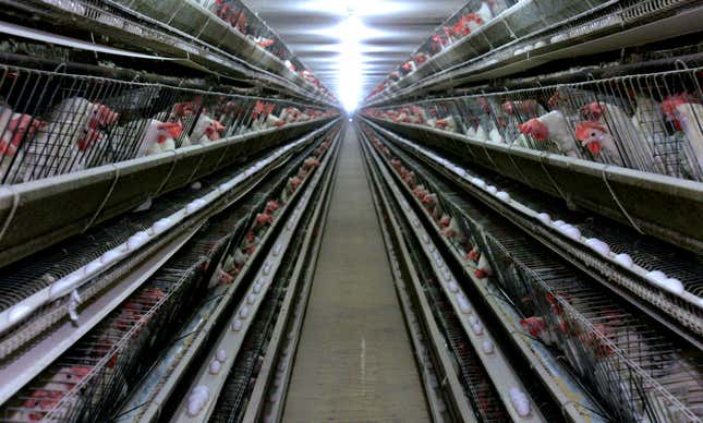 FILE - In this Sept. 28, 2007, file photo, chickens appear at a chicken house near Livingston, Calif. Sweden’s largest egg producer which had nearly 1.2 million birds corresponds to 20% of all laying hens in the Scandinavian country before a salmonella outbreak, has been ordered to euthanize the poultry so the stables can be cleaned. The Swedish Board of Agriculture has given up attempts to clean the plant of CA Cedergren which has had recurring salmonella outbreaks in its stables in the past year, Sweden’s main farming news outlet said Wednesday, Nov. 8, 2023. (AP Photo/Rich Pedroncelli, File)