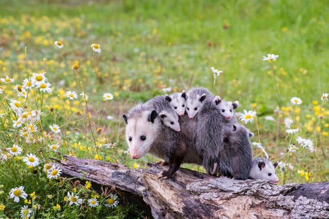 Virginia opossum with young