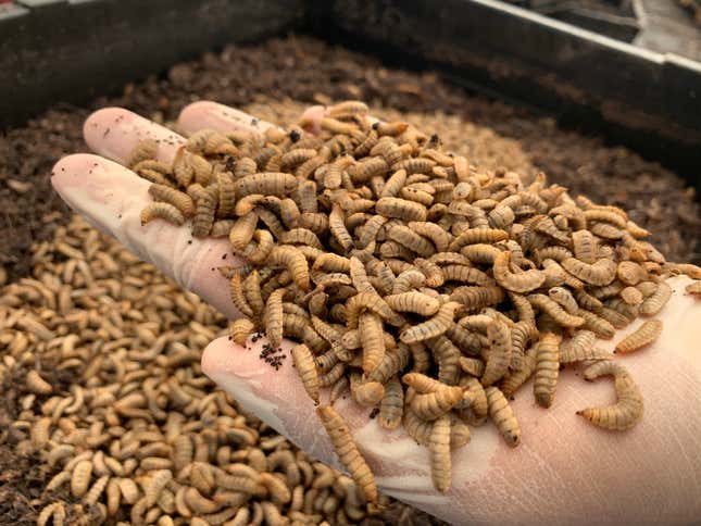 East Africa wants to be the world's insect protein hub