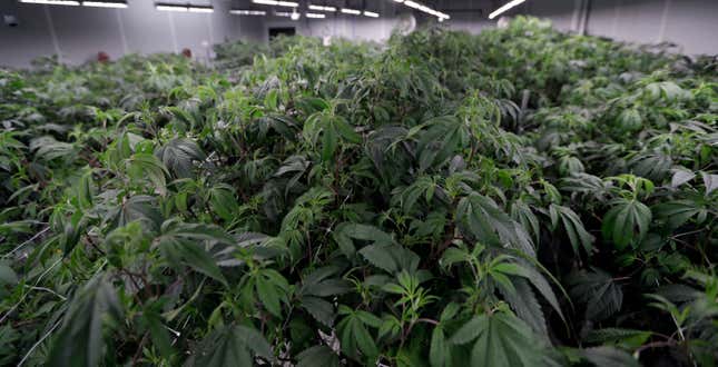 FILE - Marijuana plants grow in the Mother Room at AT-CPC of Ohio, Jan. 28, 2019, in Akron, Ohio. Ohio lawmakers are scrambling to write legislation to enact the will of the voters in last month&#39;s overwhelming victory for a ballot measure legalizing recreational marijuana. (AP Photo/Tony Dejak, File)