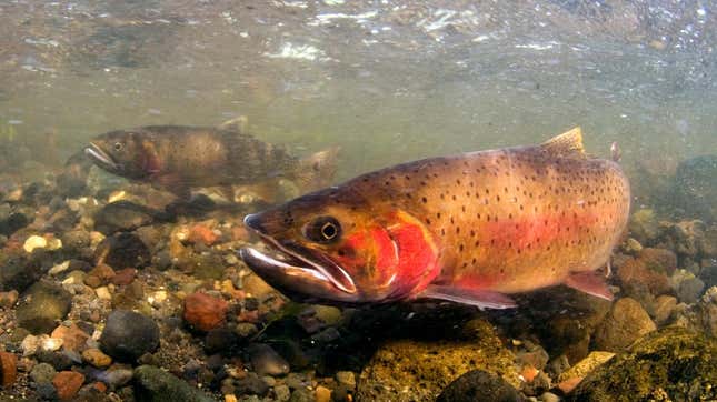A spawning cutthroat trout in the Lamar River, a tributary of the Yellowstone River in Yellowstone National Park.